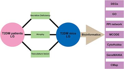 Revealing the Angiopathy of Lacrimal Gland Lesion in Type 2 Diabetes